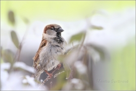 <p>VRABEC DOMÁCÍ (Passer domesticus)</p>